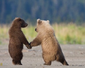 grizzly-bear-cubs-072509-xl